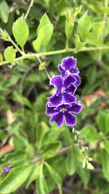 Duranta erecta